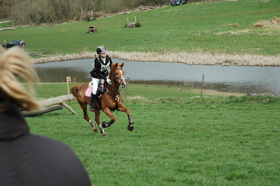 DSP Lindveds Musca billede 1