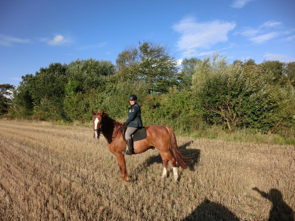 Frederiksborg Fedgårdens don juan billede 4