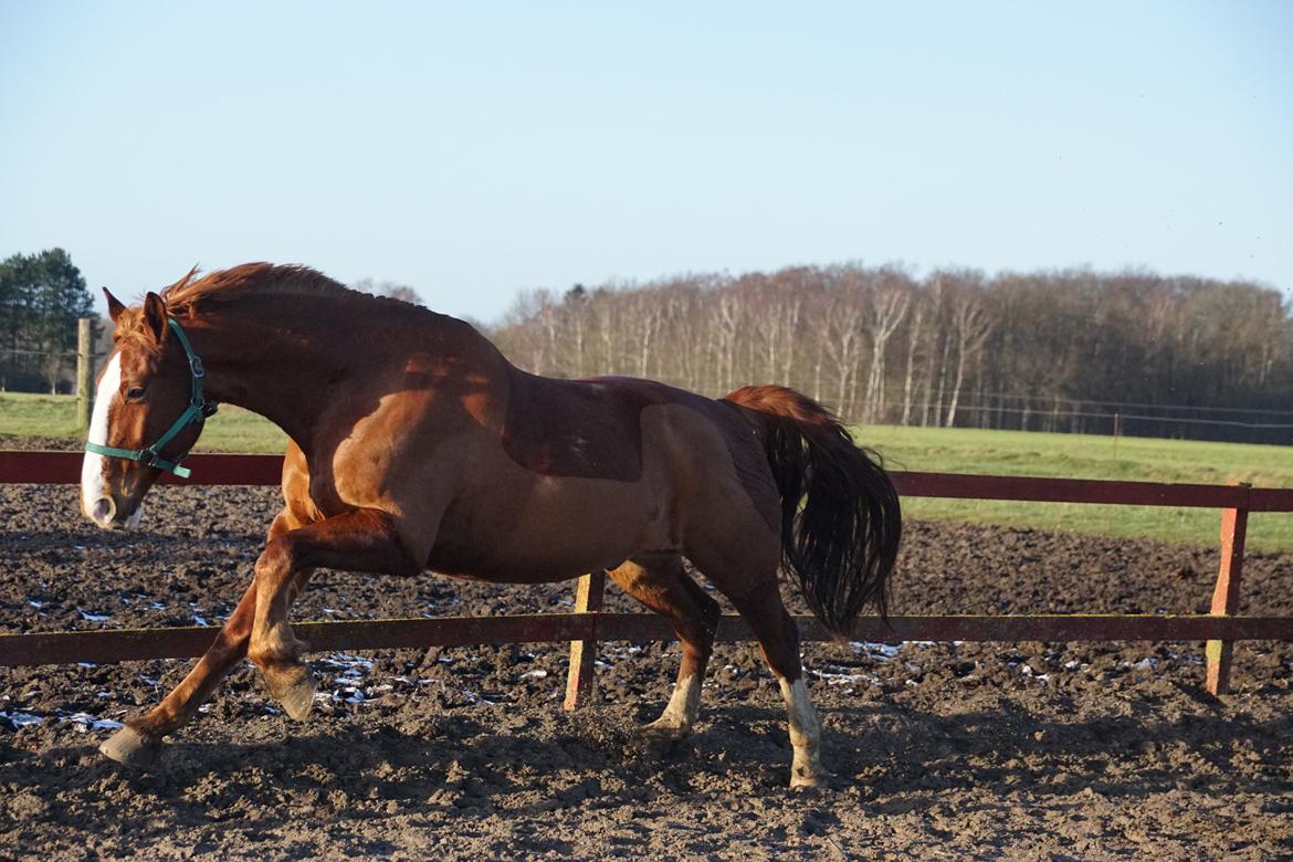 Frederiksborg Fedgårdens don juan billede 6
