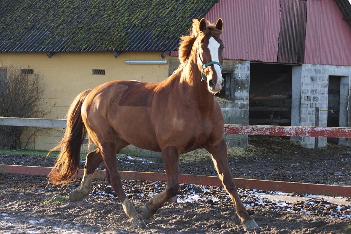 Frederiksborg Fedgårdens don juan billede 9