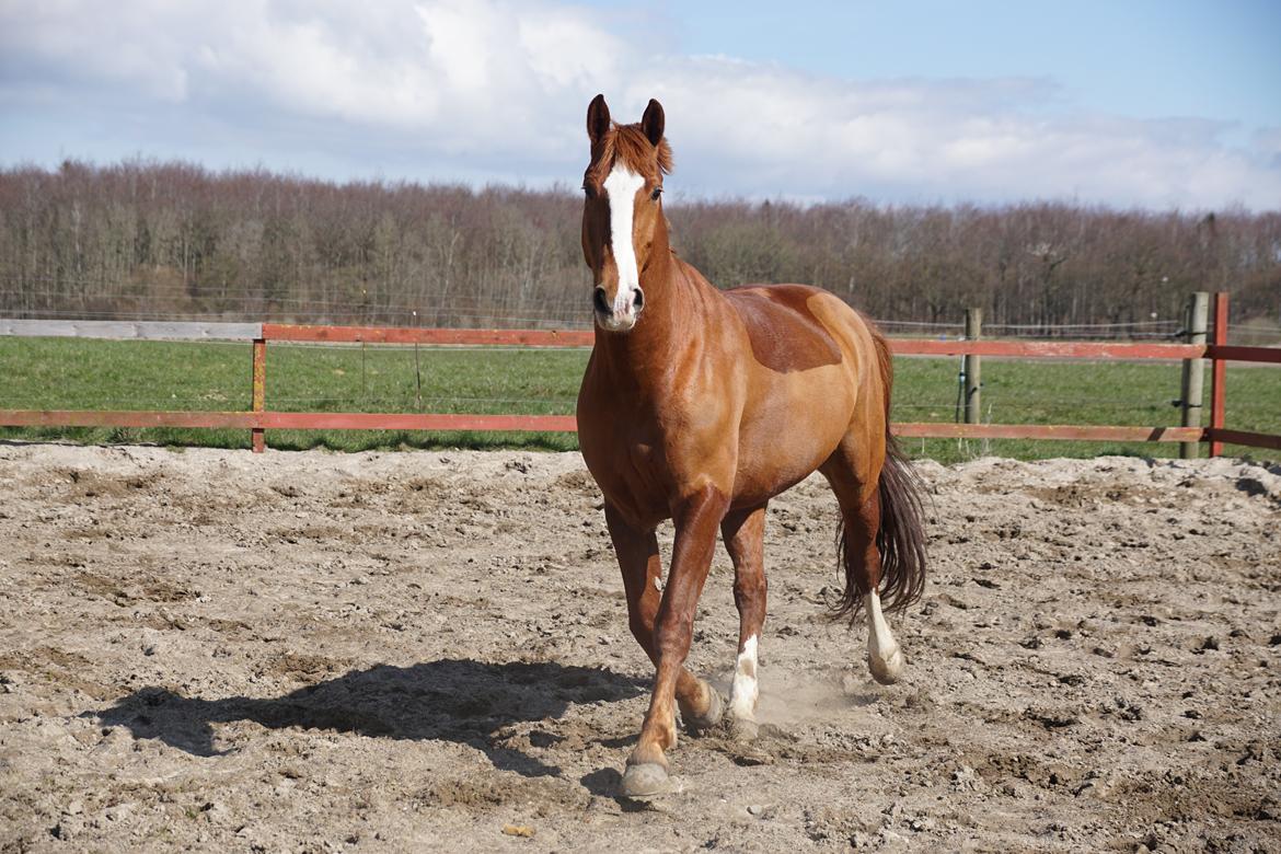 Frederiksborg Fedgårdens don juan billede 12