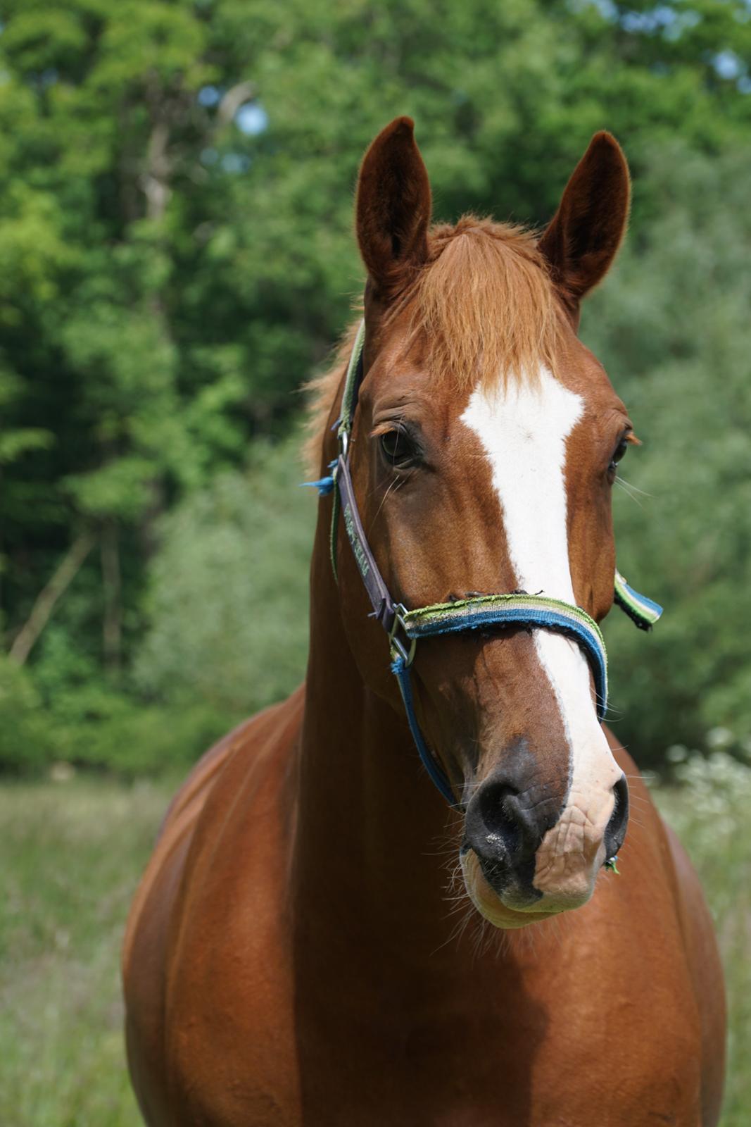 Frederiksborg Fedgårdens don juan billede 13