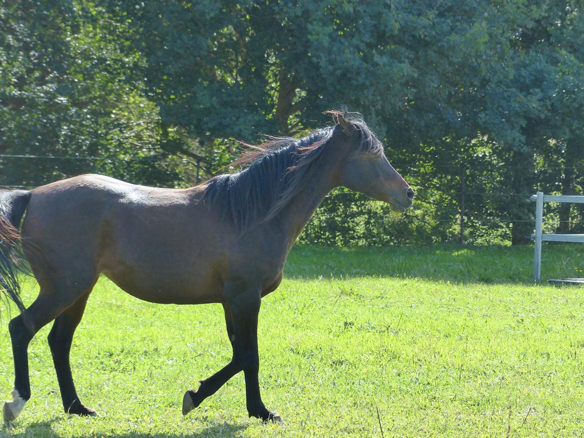 Arabisk fuldblod (OX) Ebjanka ox billede 5