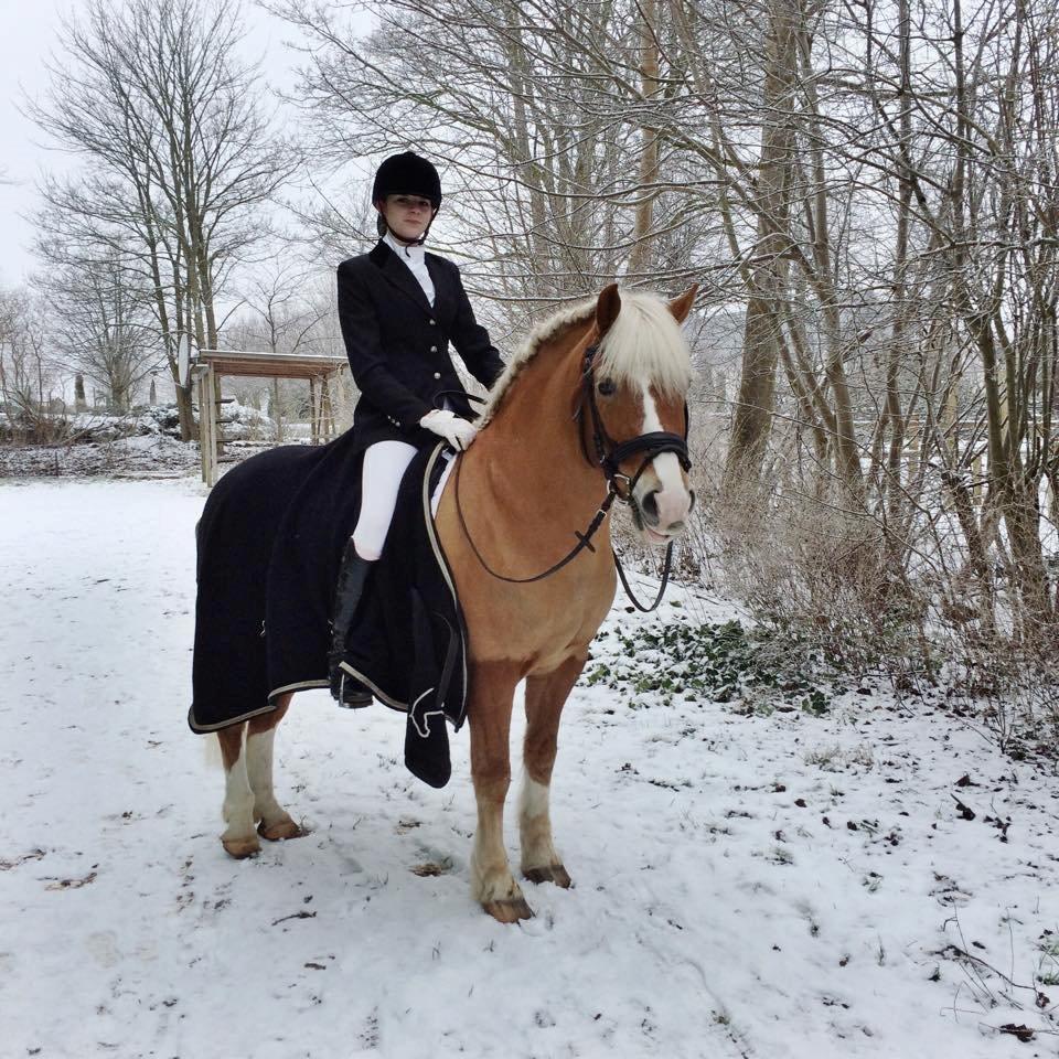 Haflinger Lasso billede 4