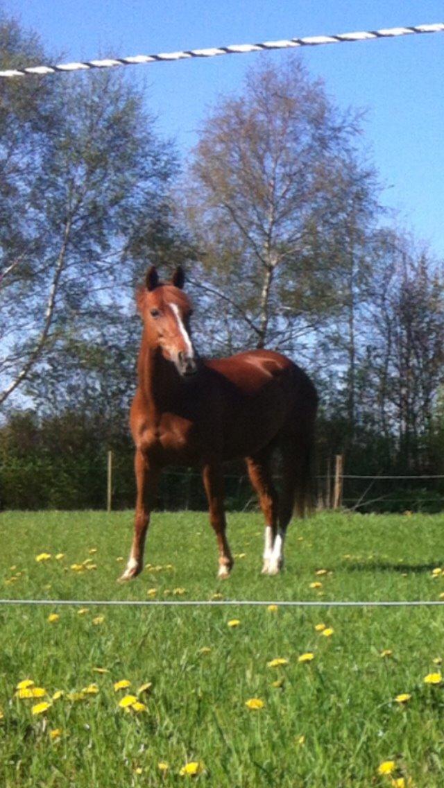 DSP Lindveds Musca billede 13