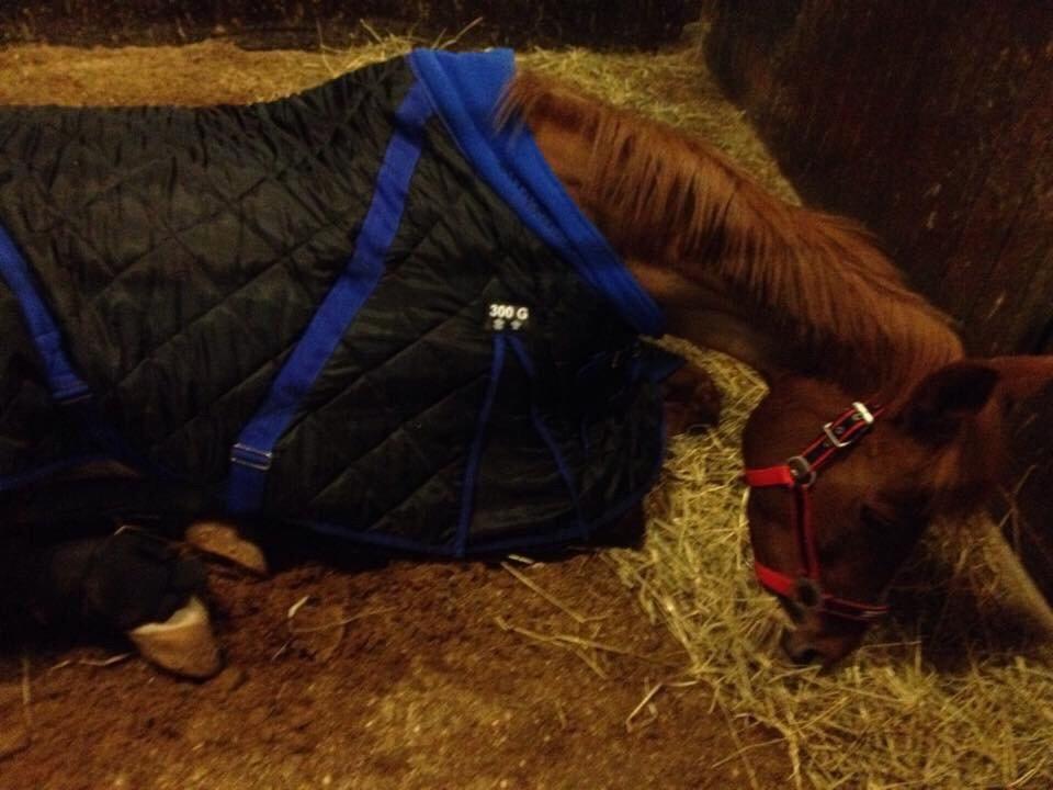 DSP Lindveds Musca - En af de sidste aftner med Musca <3 Hun lå ned, for at skåne sit ben :( billede 15