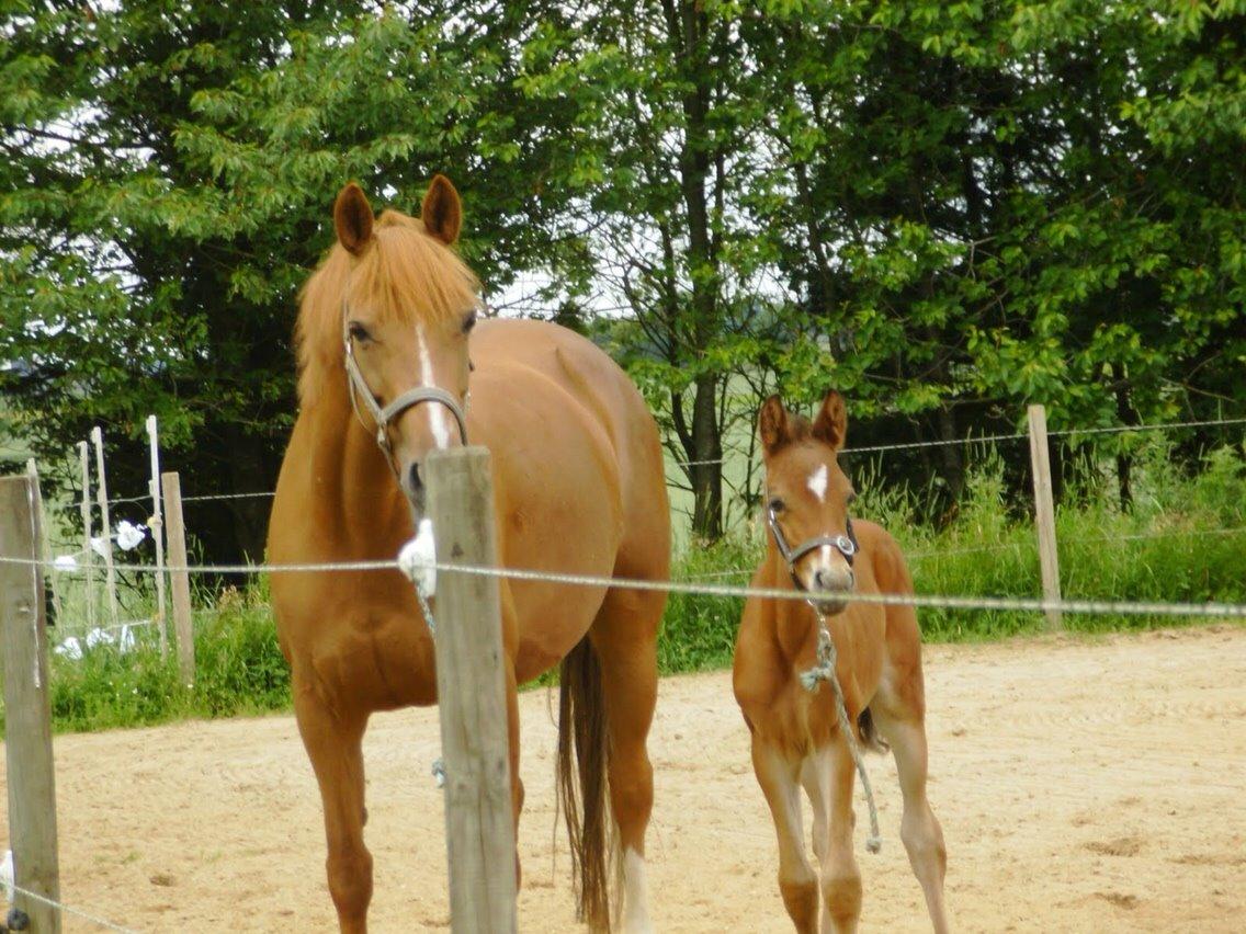 DSP Lindveds Musca billede 14