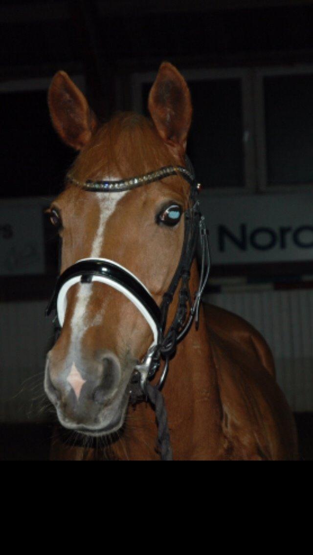 DSP Lindveds Musca billede 17