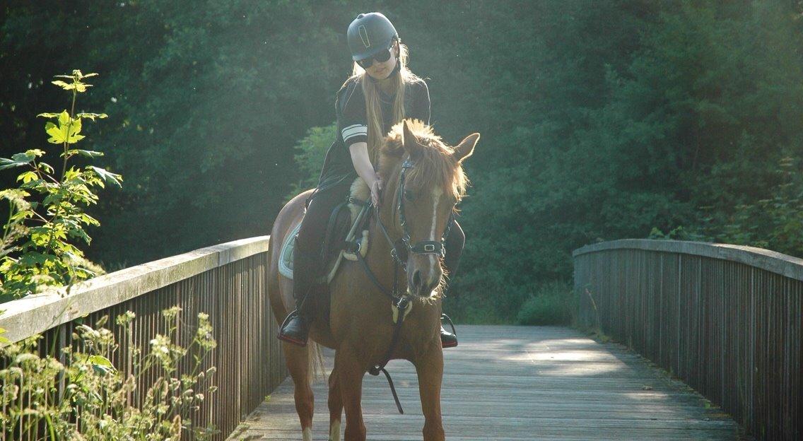 DSP Lindveds Musca billede 16