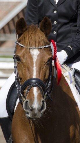 DSP Lindveds Musca billede 18