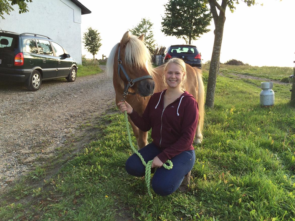 Shetlænder Dotzauers Frederik billede 3