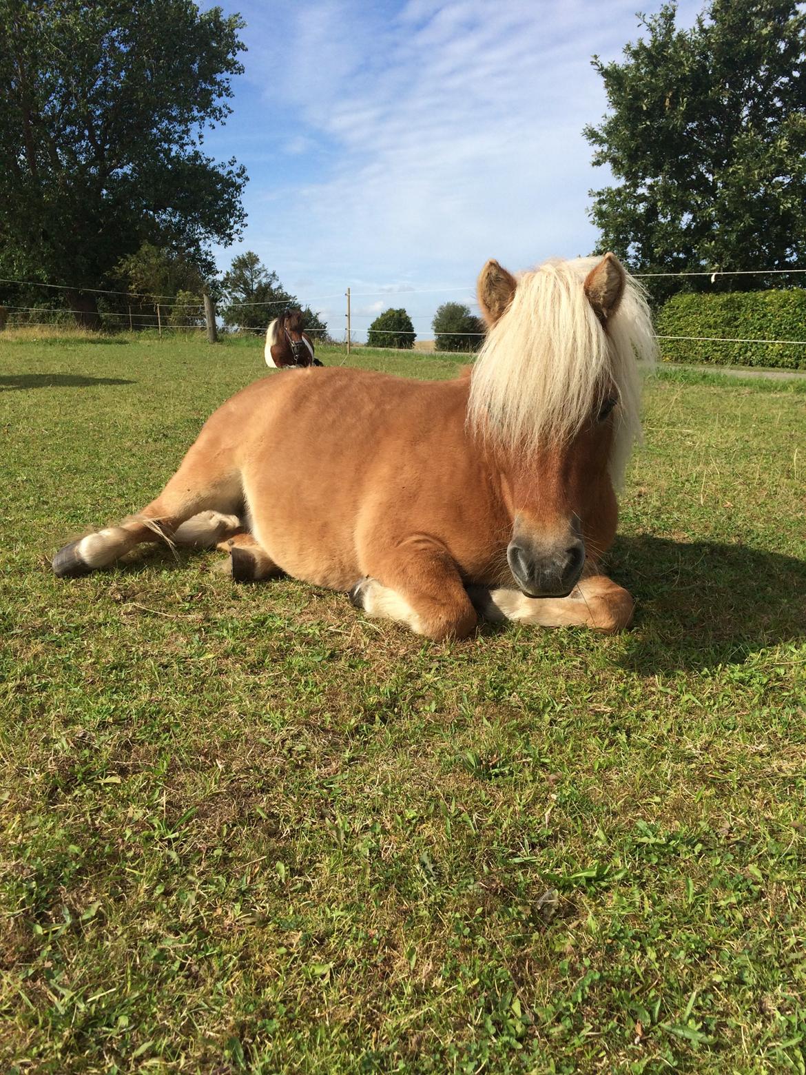 Shetlænder Dotzauers Frederik billede 14