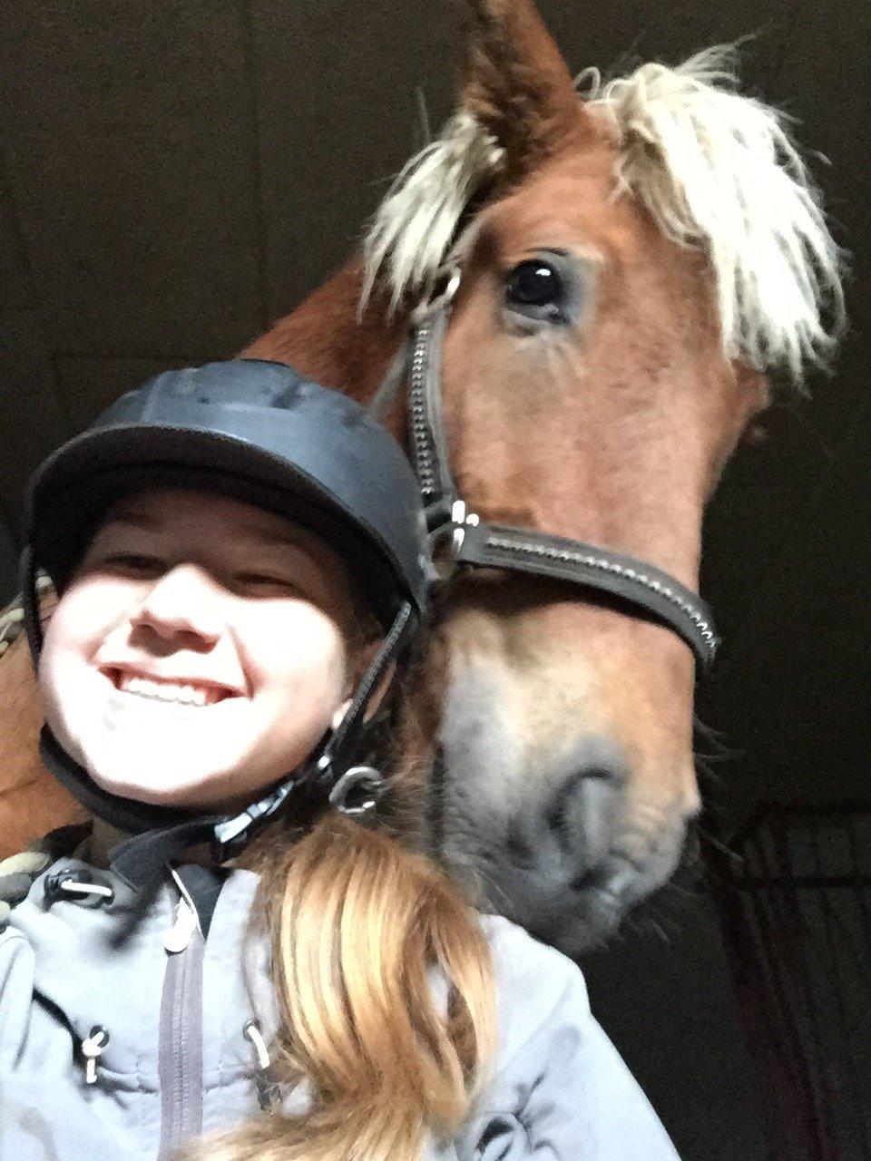 Islænder Gloï fra Gyldenlund  billede 4