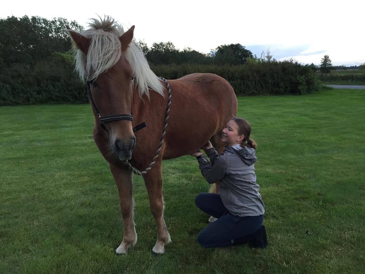 Islænder Gloï fra Gyldenlund  billede 6