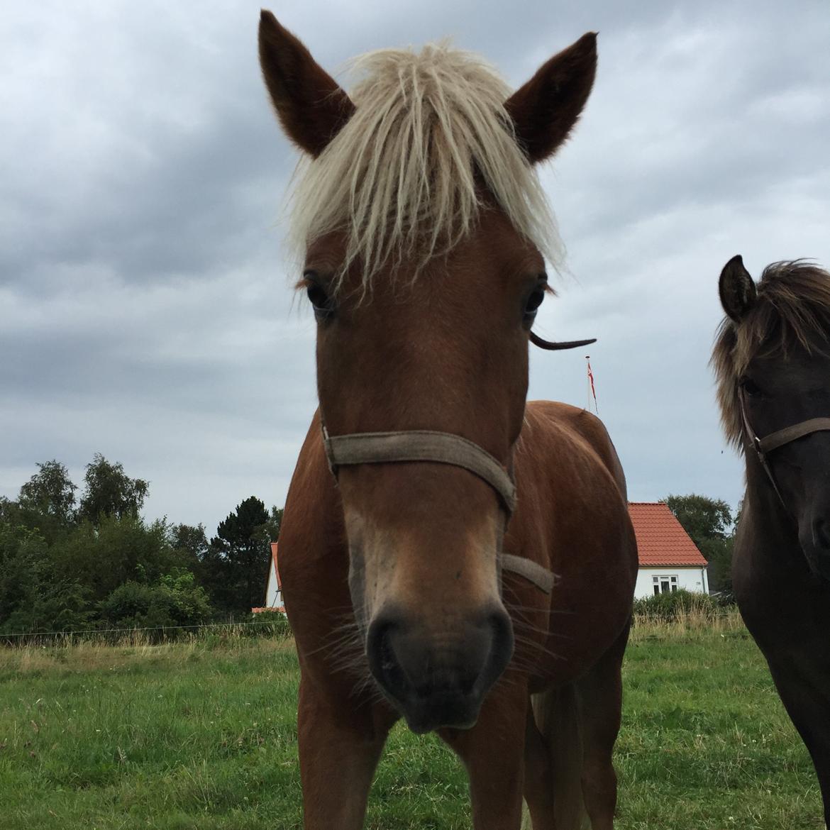Islænder Gloï fra Gyldenlund  billede 3
