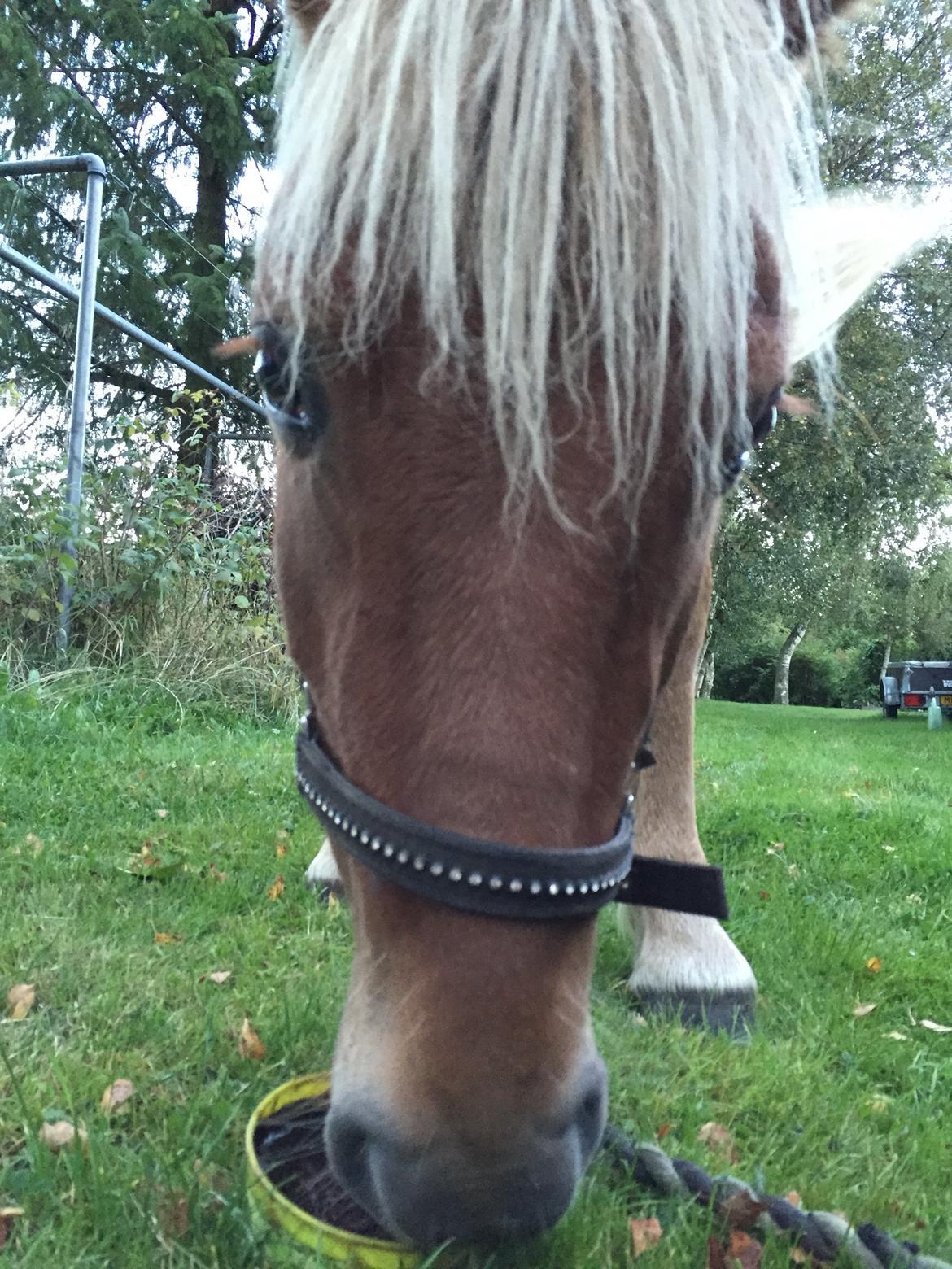 Islænder Gloï fra Gyldenlund  billede 9