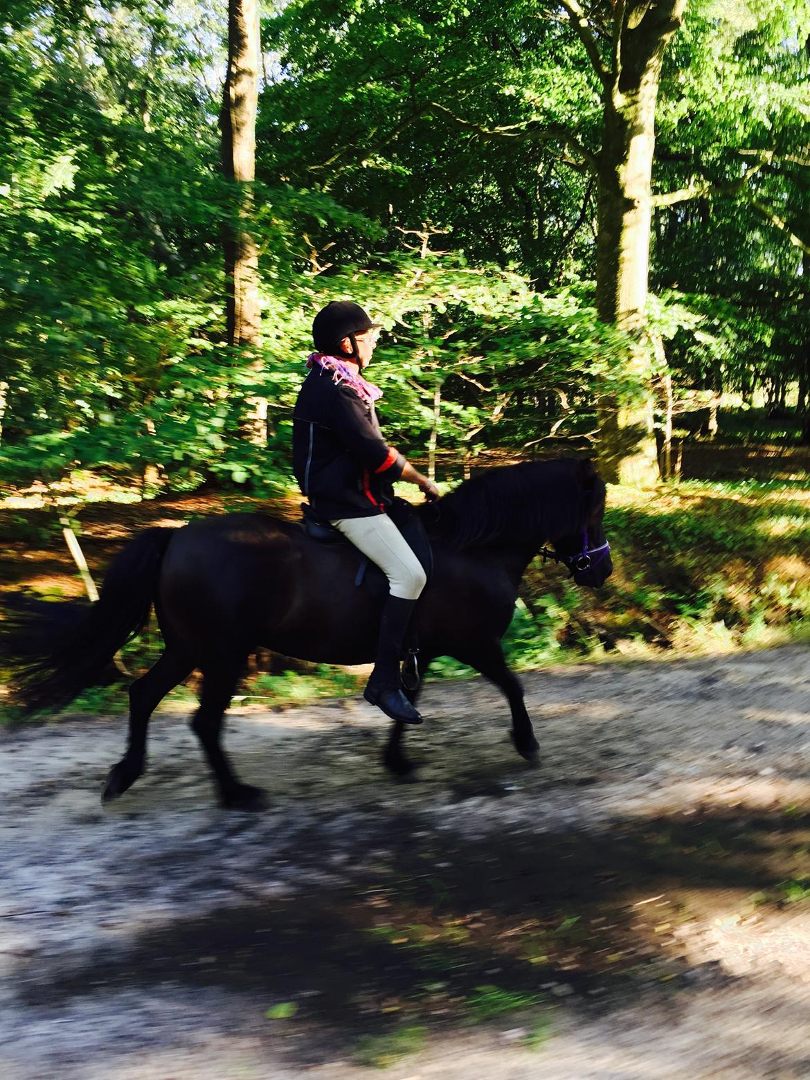 Islænder Sigga fra Hvidbjerggård billede 2