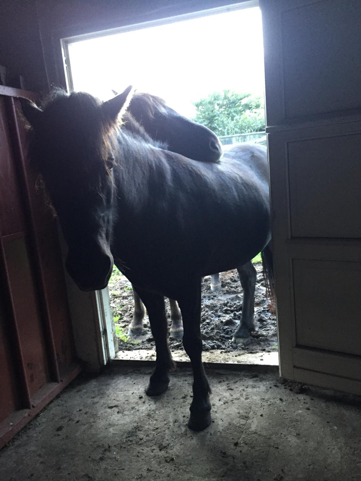 Islænder Sigga fra Hvidbjerggård billede 3