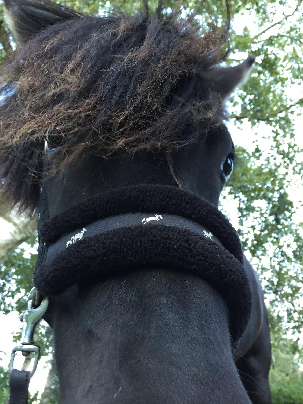 Islænder Sigga fra Hvidbjerggård billede 7