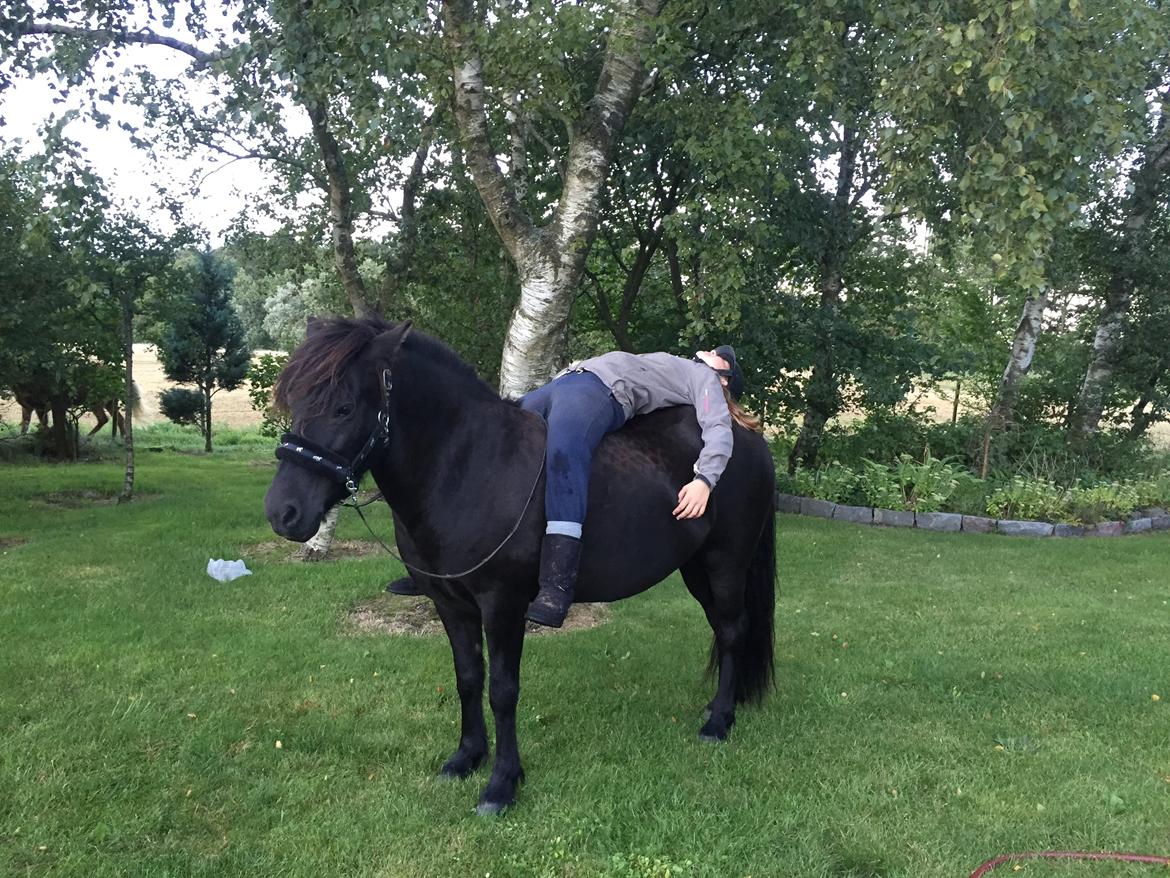 Islænder Sigga fra Hvidbjerggård billede 11