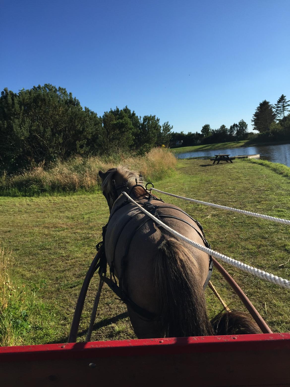 Islænder Kaisar fra Ragnhild - Første gang vi kørte i vogn med ham! billede 4