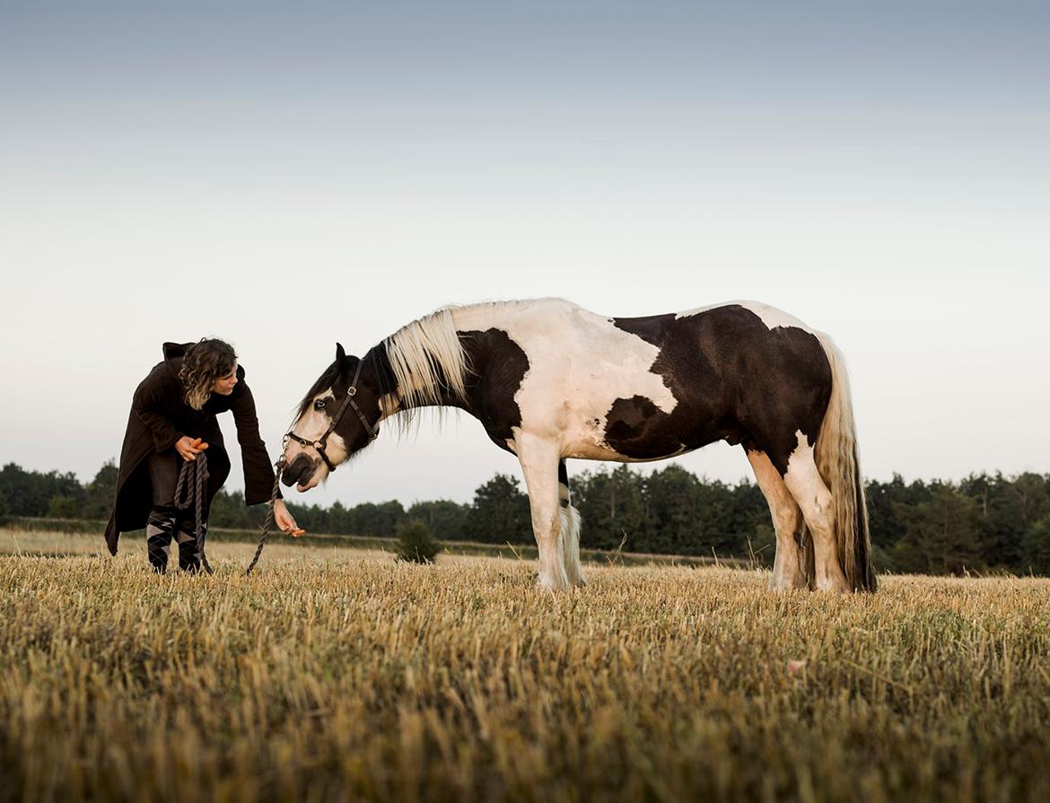 Irish Cob Gordon Blue billede 14