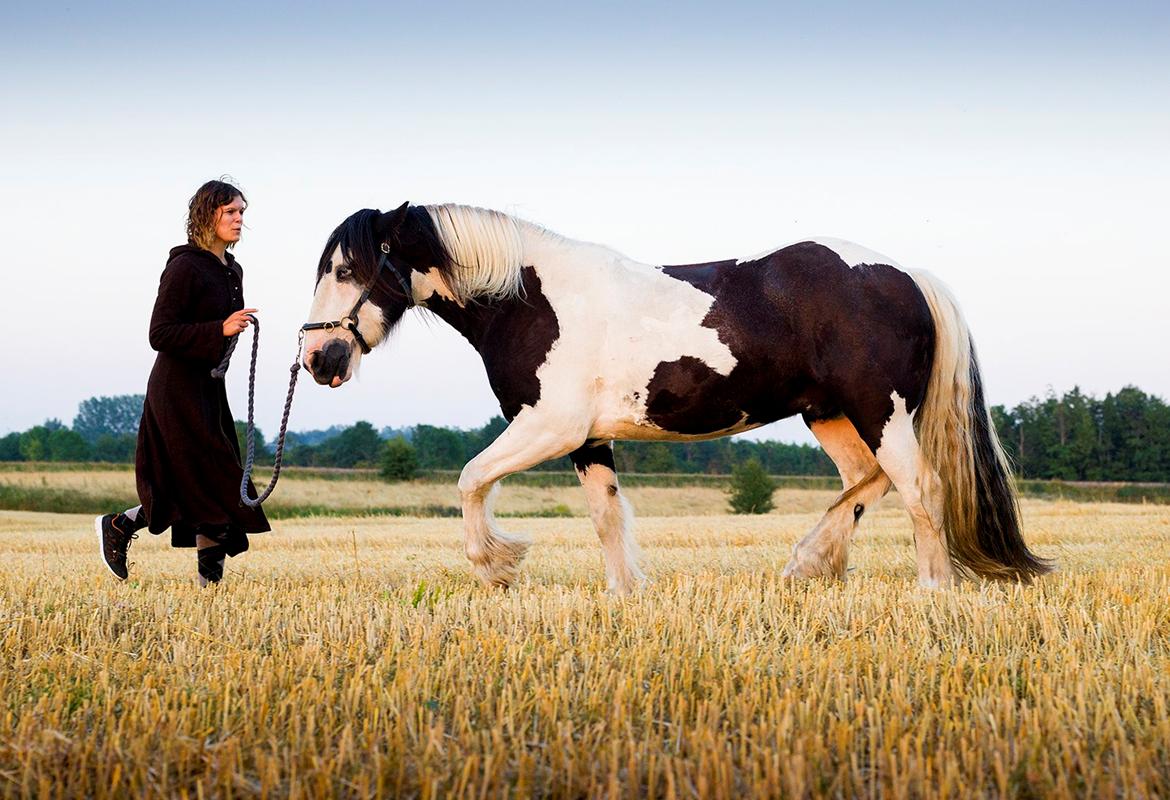 Irish Cob Gordon Blue billede 8