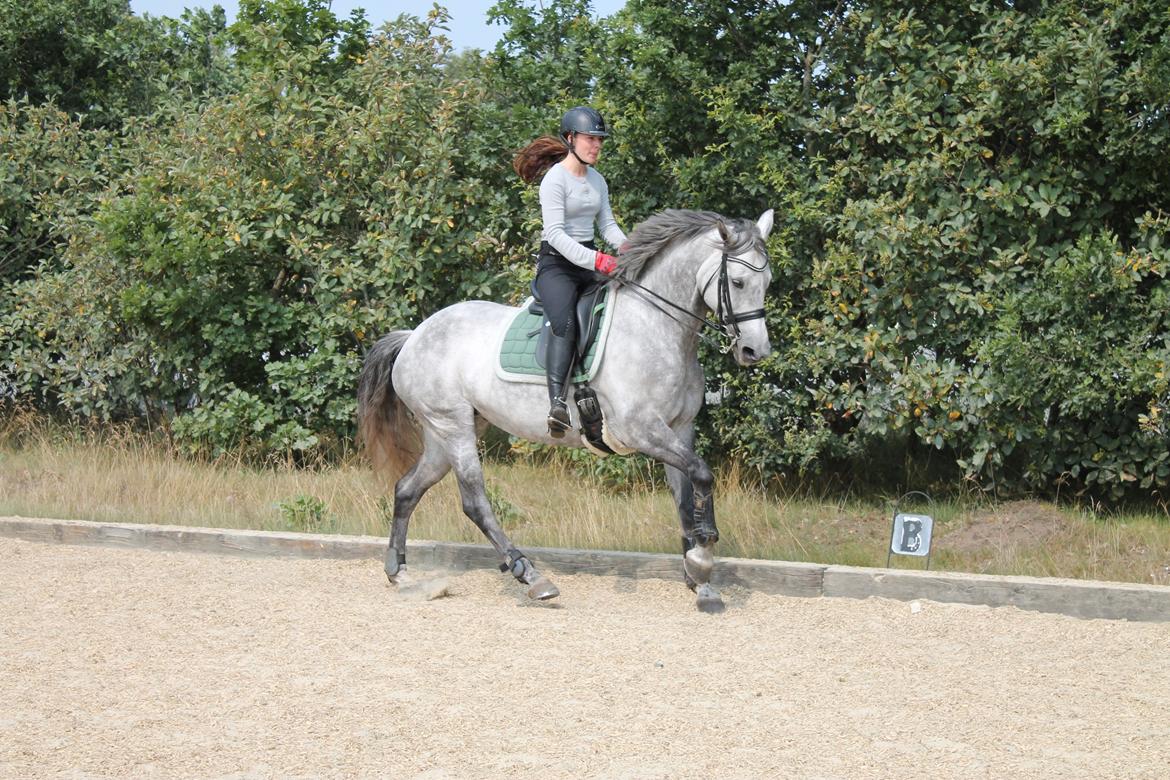 Dansk Varmblod lertevang 's lynett billede 8