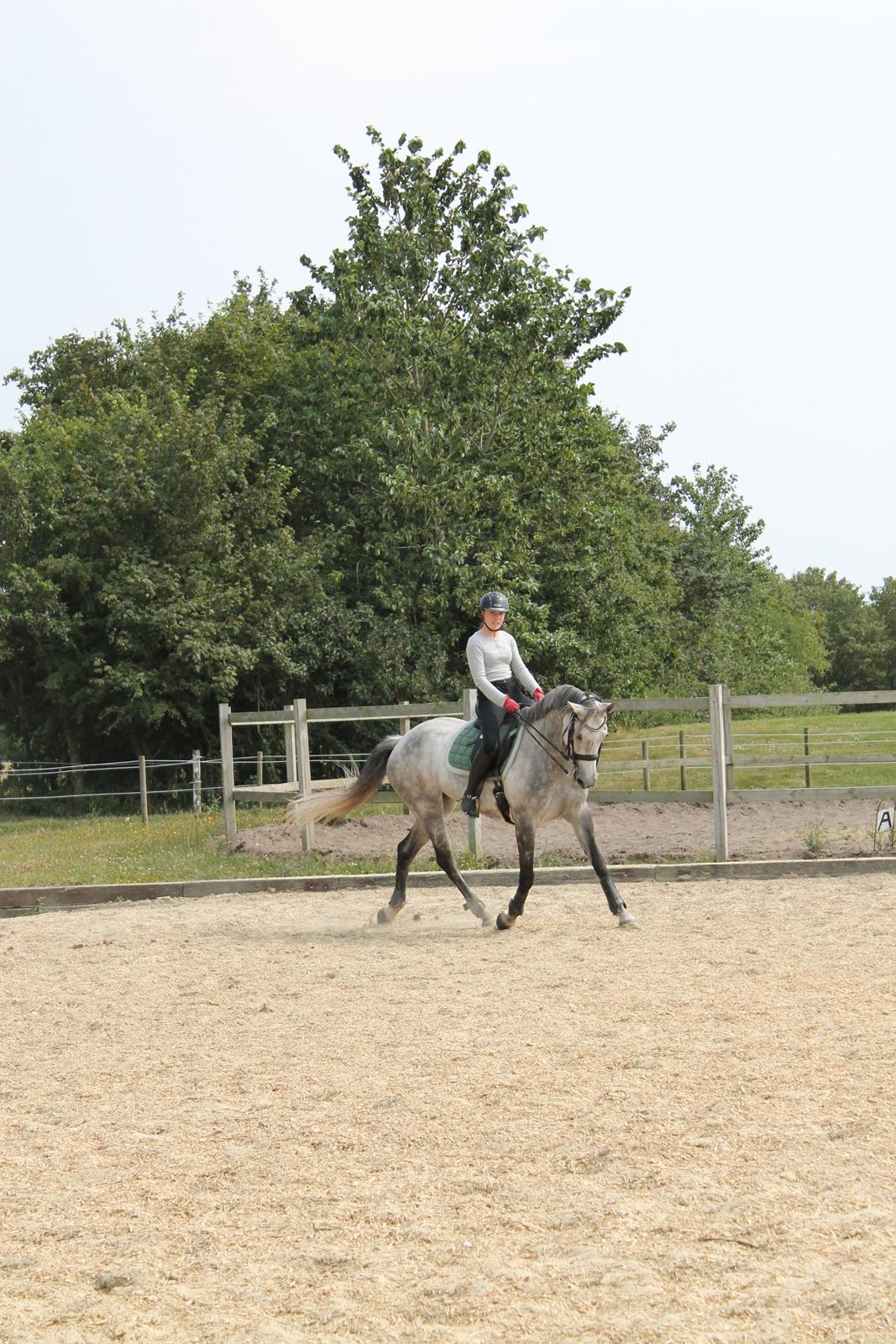 Dansk Varmblod lertevang 's lynett billede 12
