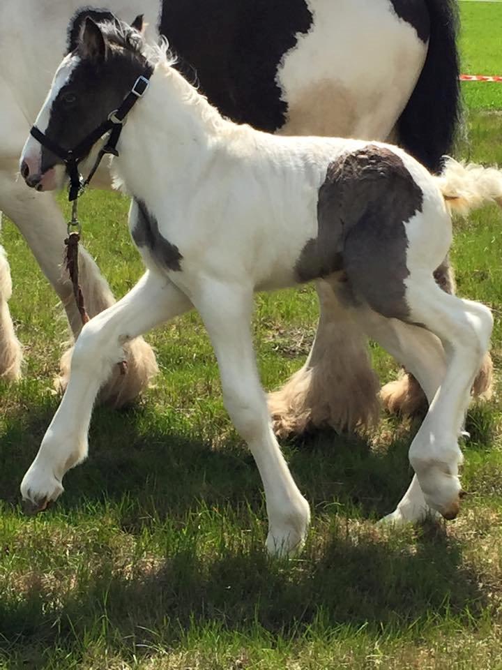 Tinker Lillevang's Prinsesse billede 3