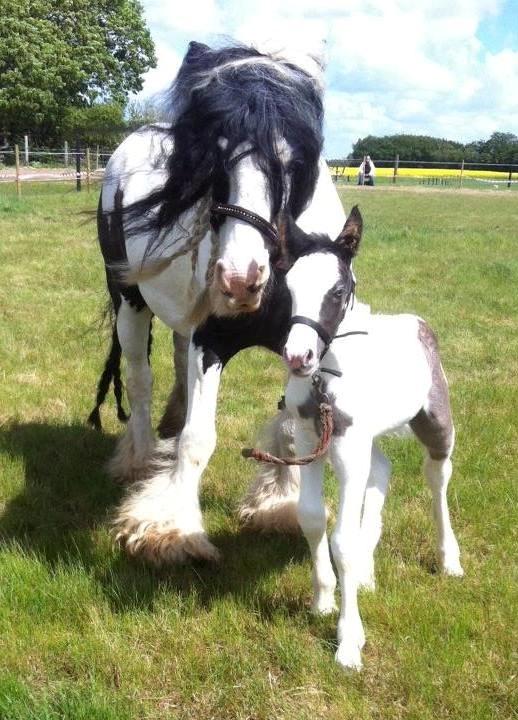 Tinker Lillevang's Prinsesse billede 4