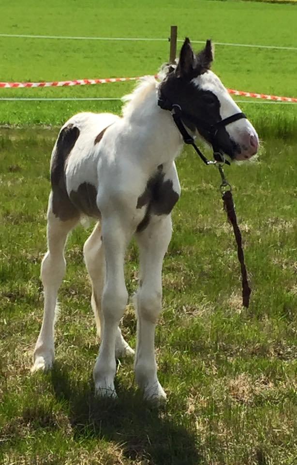 Tinker Lillevang's Prinsesse billede 5