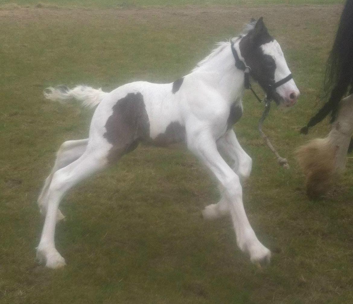 Tinker Lillevang's Prinsesse billede 12