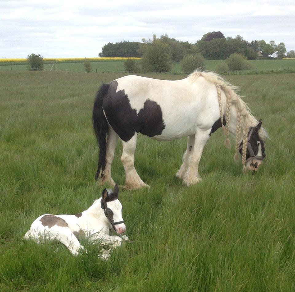 Tinker Lillevang's Prinsesse billede 9