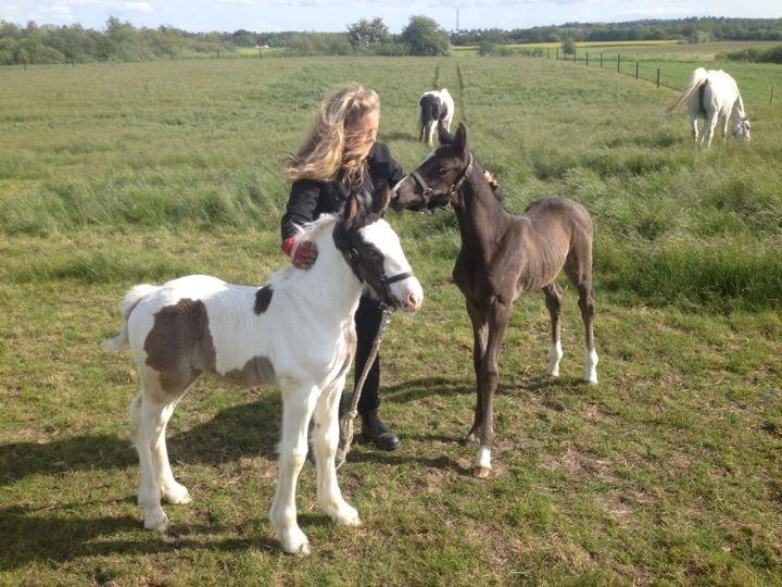 Tinker Lillevang's Prinsesse billede 8