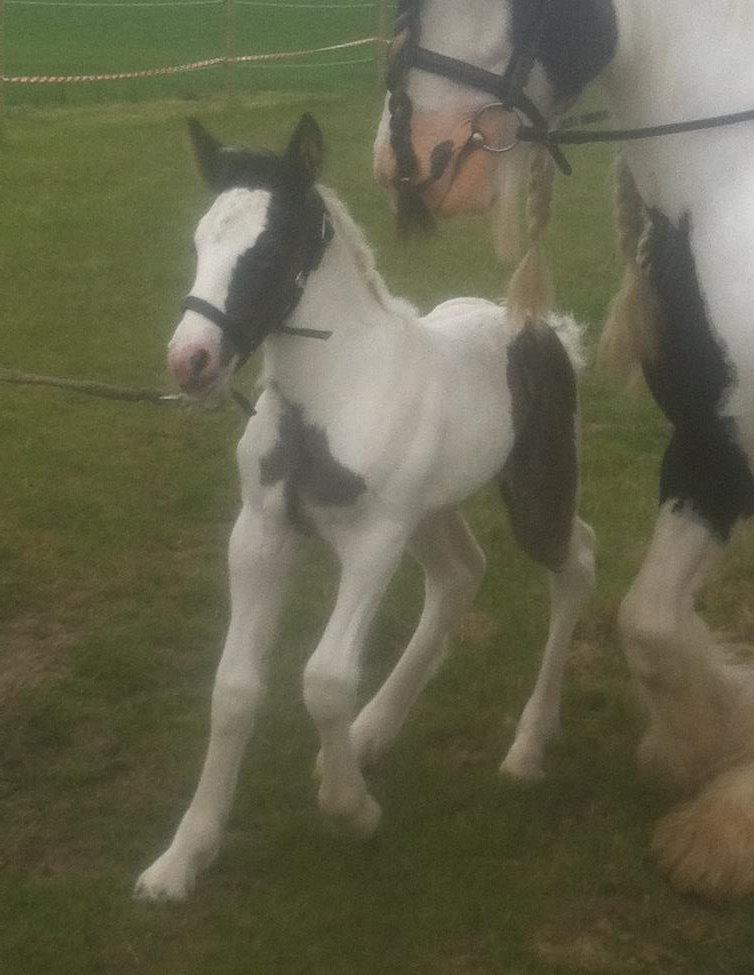 Tinker Lillevang's Prinsesse billede 10