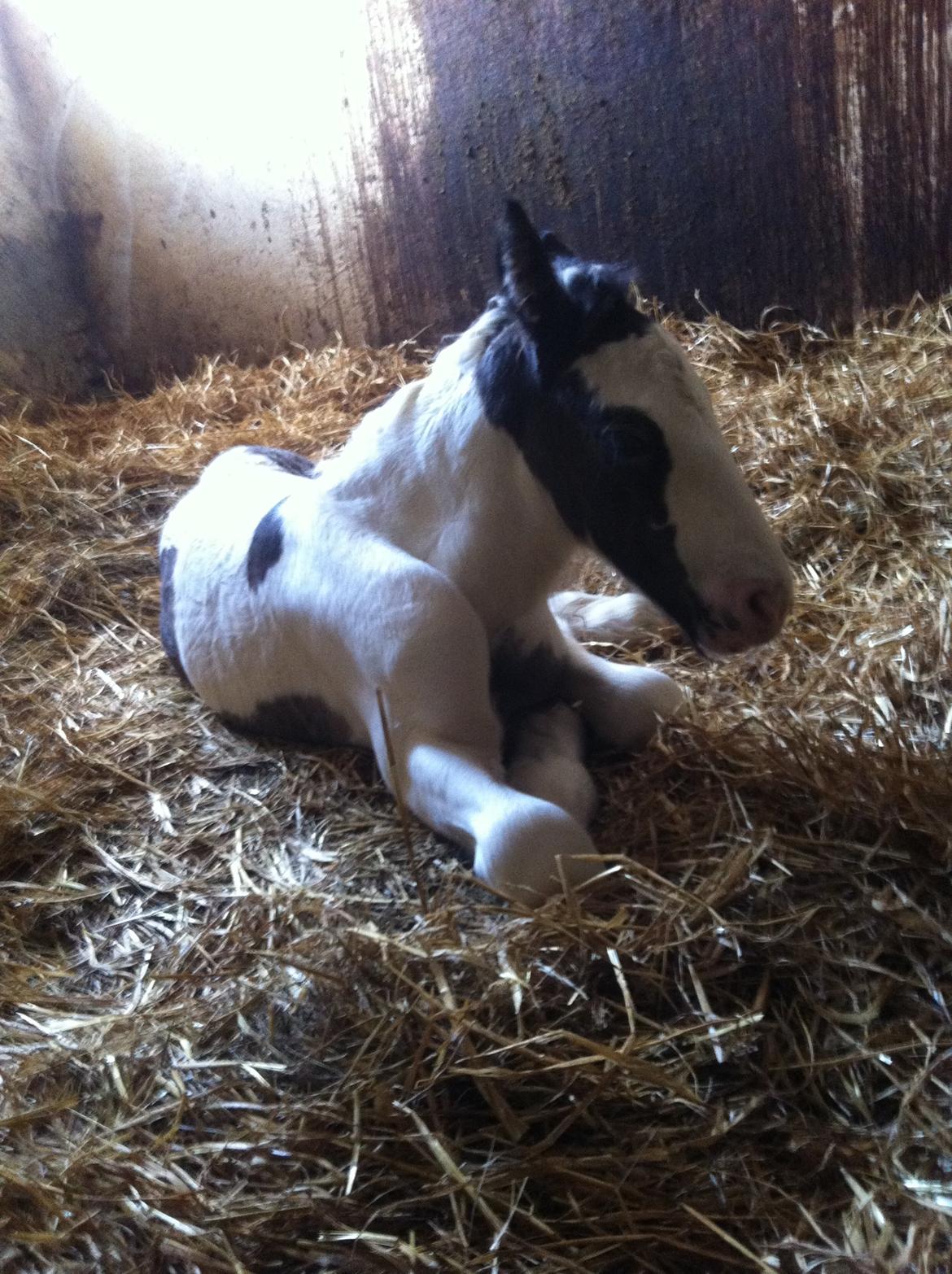 Tinker Lillevang's Prinsesse billede 11