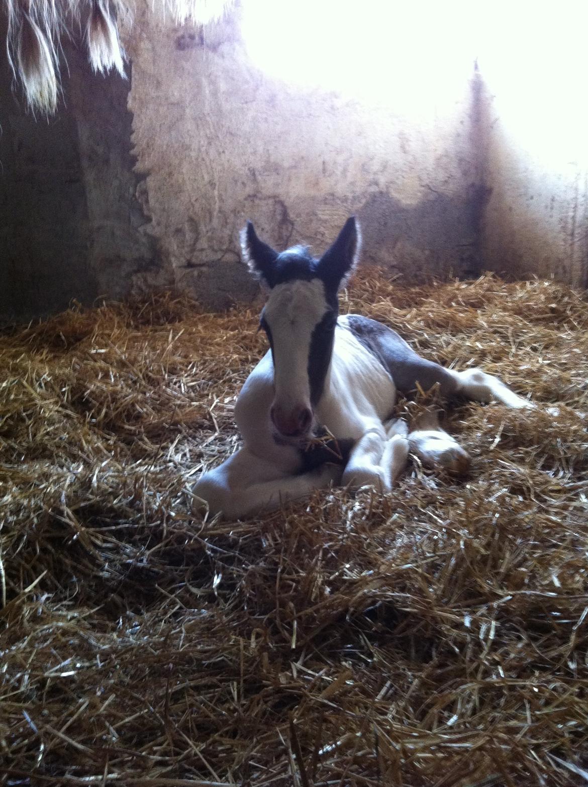 Tinker Lillevang's Prinsesse billede 2