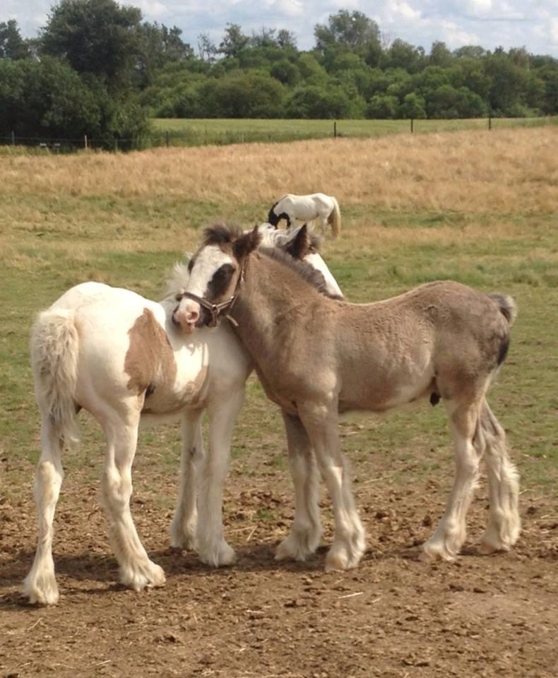 Tinker Lillevang's Prinsesse billede 14