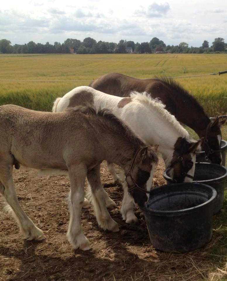 Tinker Lillevang's Prinsesse billede 15