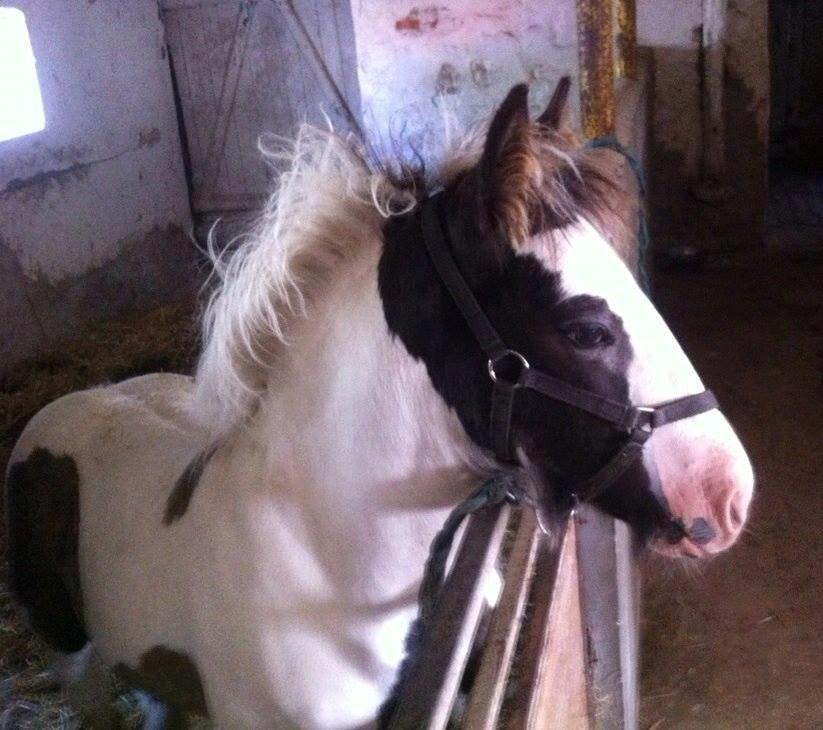 Tinker Lillevang's Prinsesse billede 1