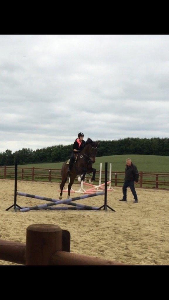 Tysk Oldenburger Senjor Cisco - Et billede fra vores første springtime sammen. August 2015, Fun Farm. billede 1