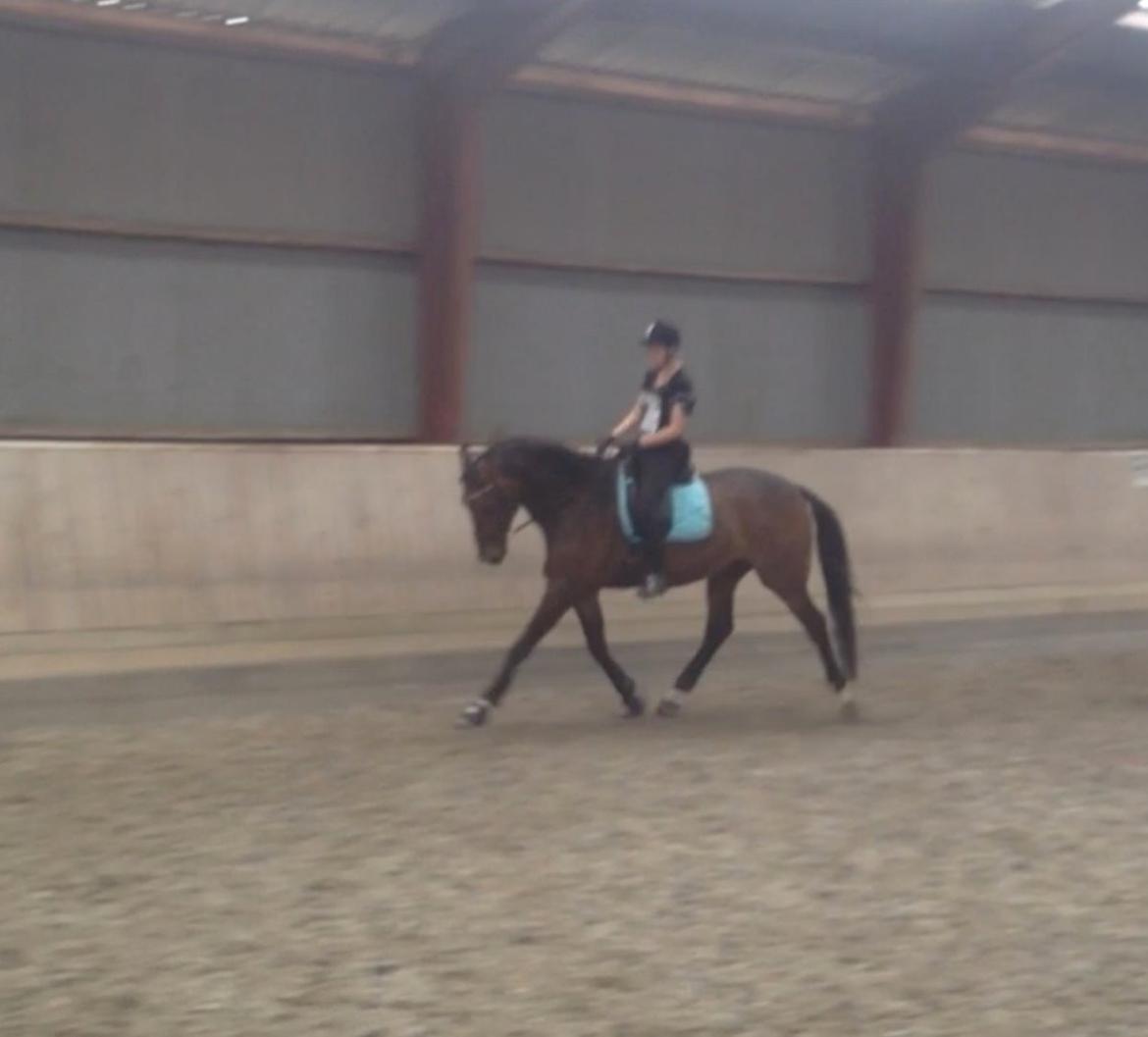 Tysk Oldenburger Senjor Cisco - Et screenshot fra video min mor tog under dressurundervisning. august 2015, Edelgården. billede 3