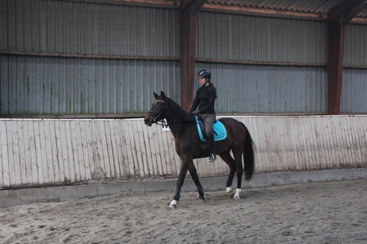 Tysk Oldenburger Senjor Cisco billede 2