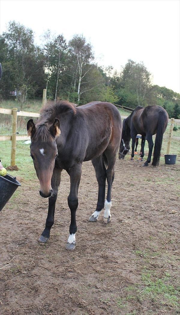 Tysk Oldenburger Senjor Cisco - En cirka 4 måneder gammel Cisco. billede 4