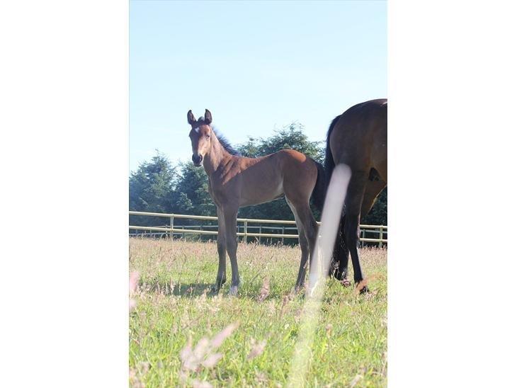 Tysk Oldenburger Senjor Cisco billede 7