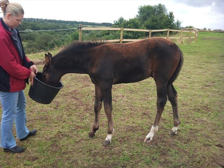 Tysk Oldenburger Senjor Cisco - Han er cirka 2 månder på dette billede. billede 6