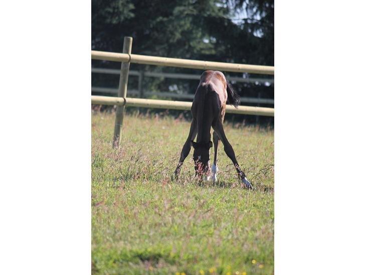 Tysk Oldenburger Senjor Cisco billede 8