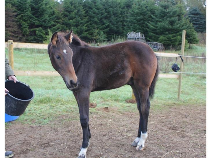 Tysk Oldenburger Senjor Cisco billede 5