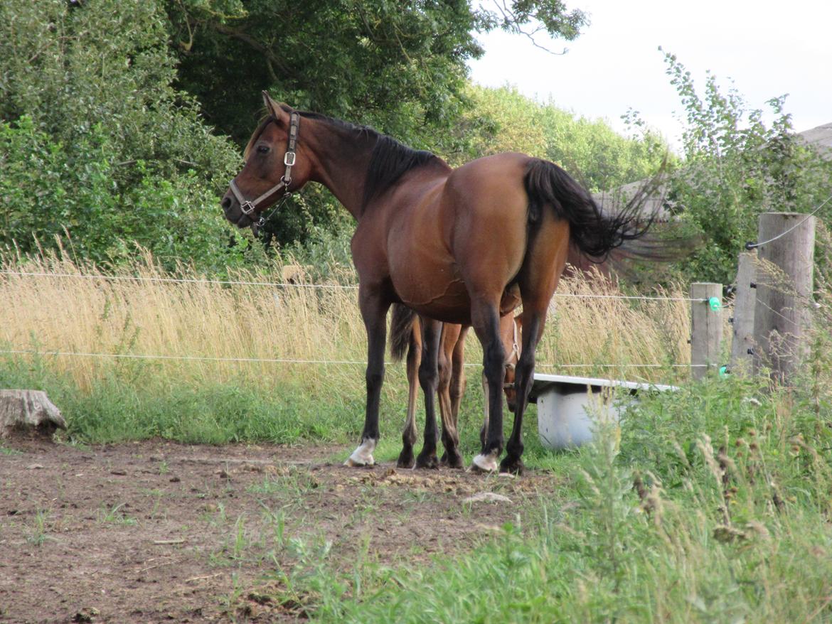 Arabisk fuldblod (OX) E'salta ox  *SOLGT* billede 21